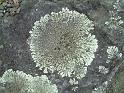 Lichen  